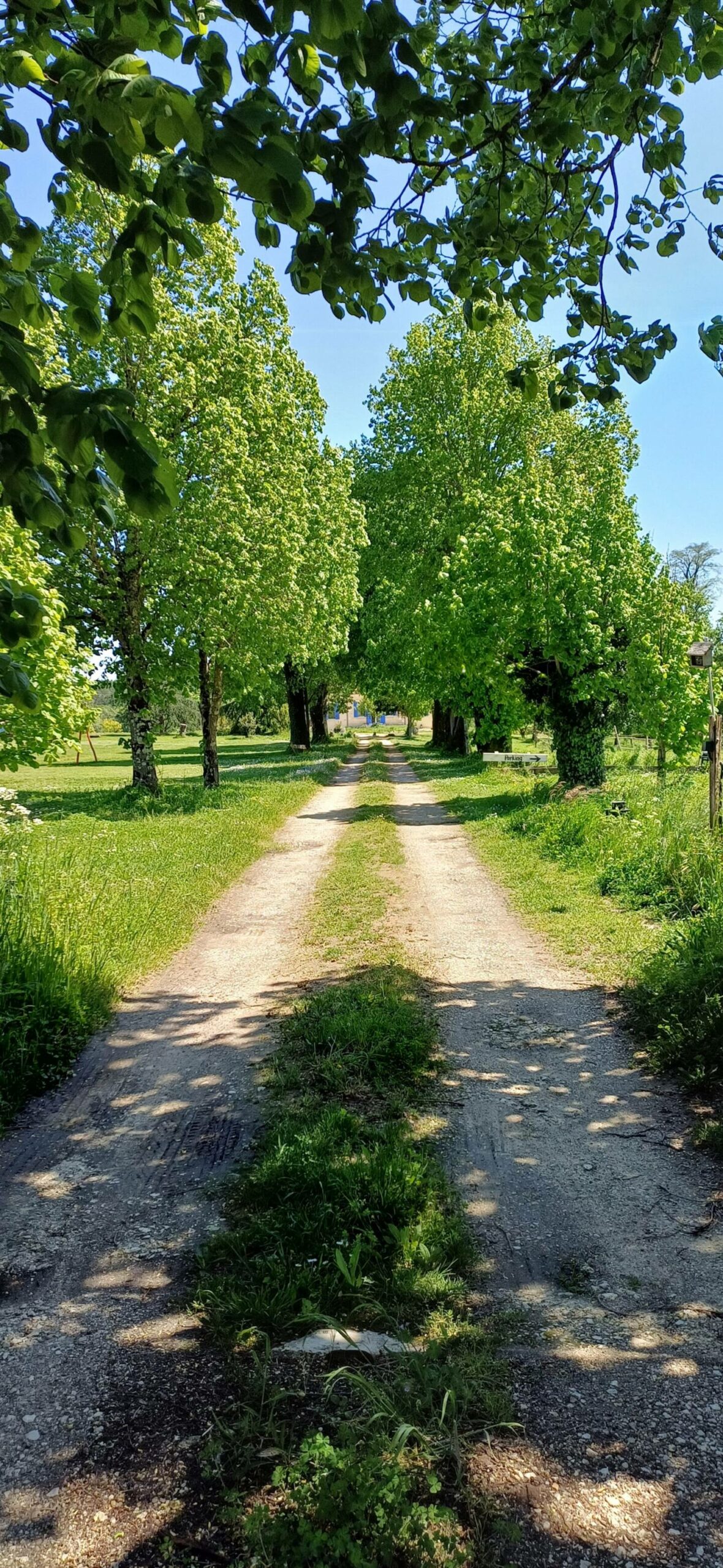 Allée du domaine